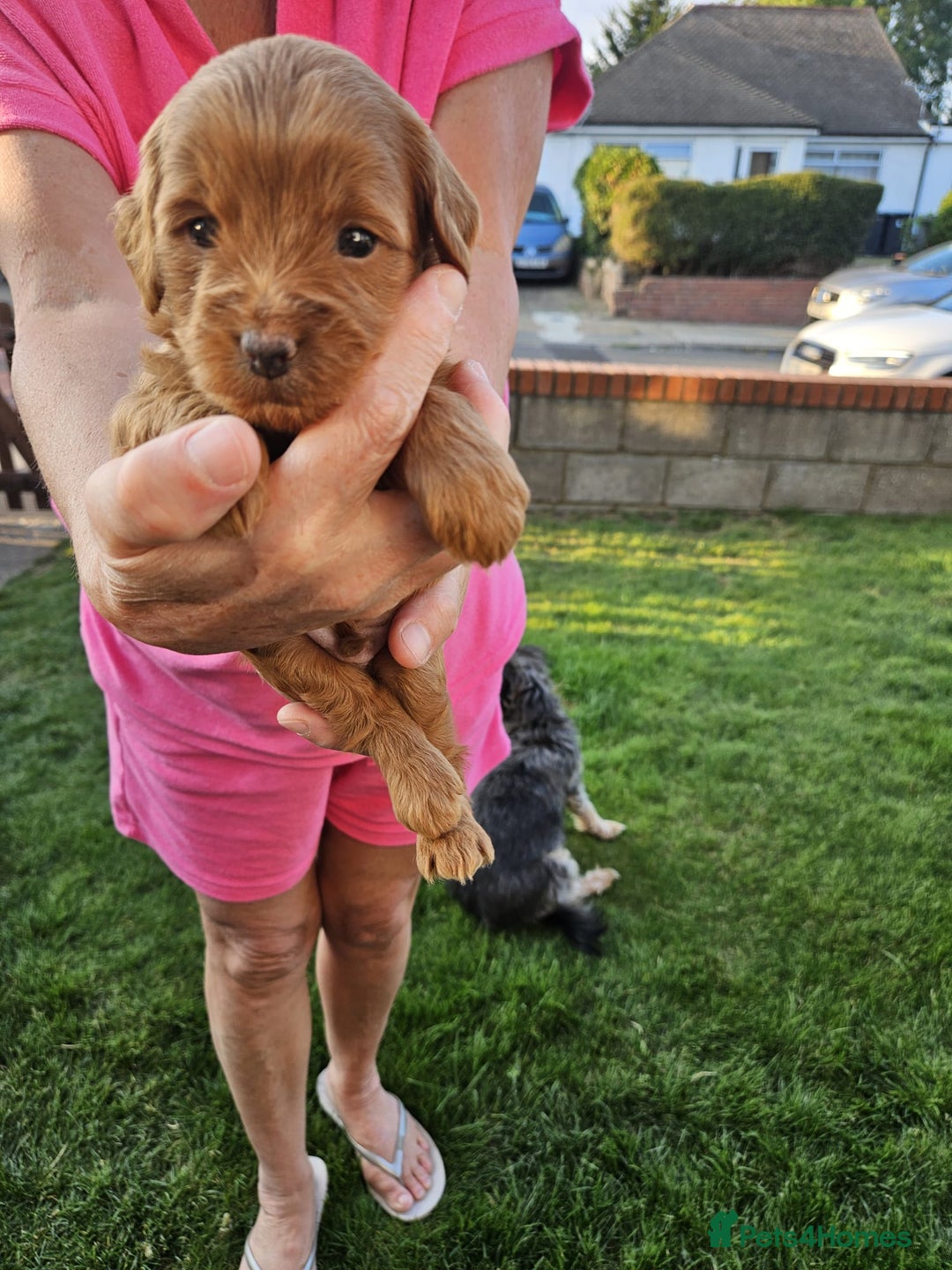 Jackapoo dogs for sale: 3 Beautiful F1B Jackapoo puppies. - Image 5