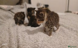 Mixed Breed cats for sale: Tabby kittens - Image 5