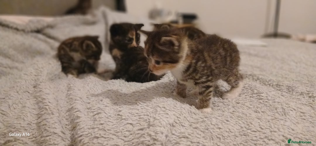 Mixed Breed cats for sale: Tabby kittens - Image 5