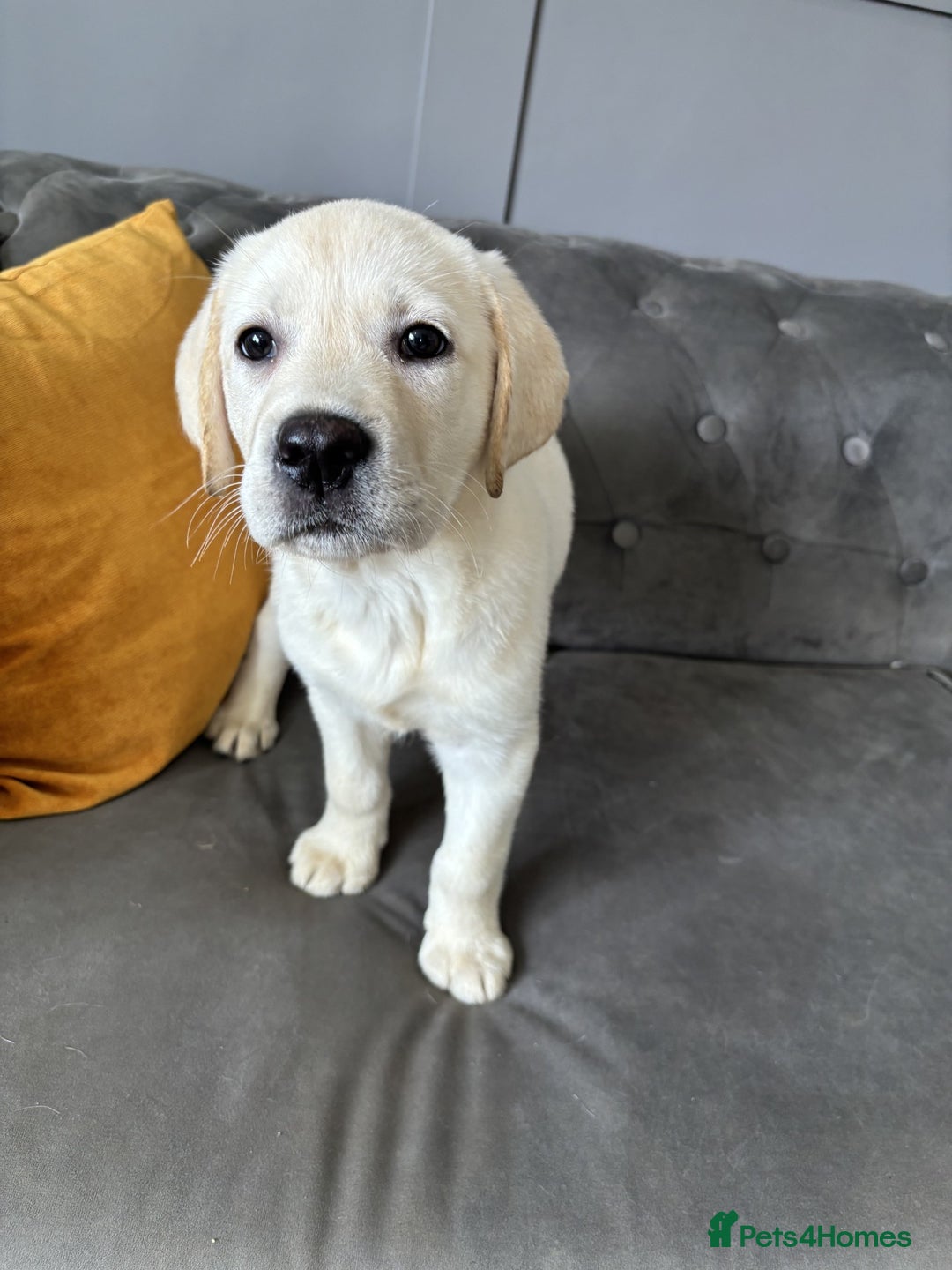 Labrador Retriever dogs for sale: 2 Trained Labradors for Sale  - Image 2