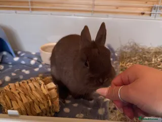 Netherland Dwarf rabbits Beautiful male Netherland Dwarf - Advert 1