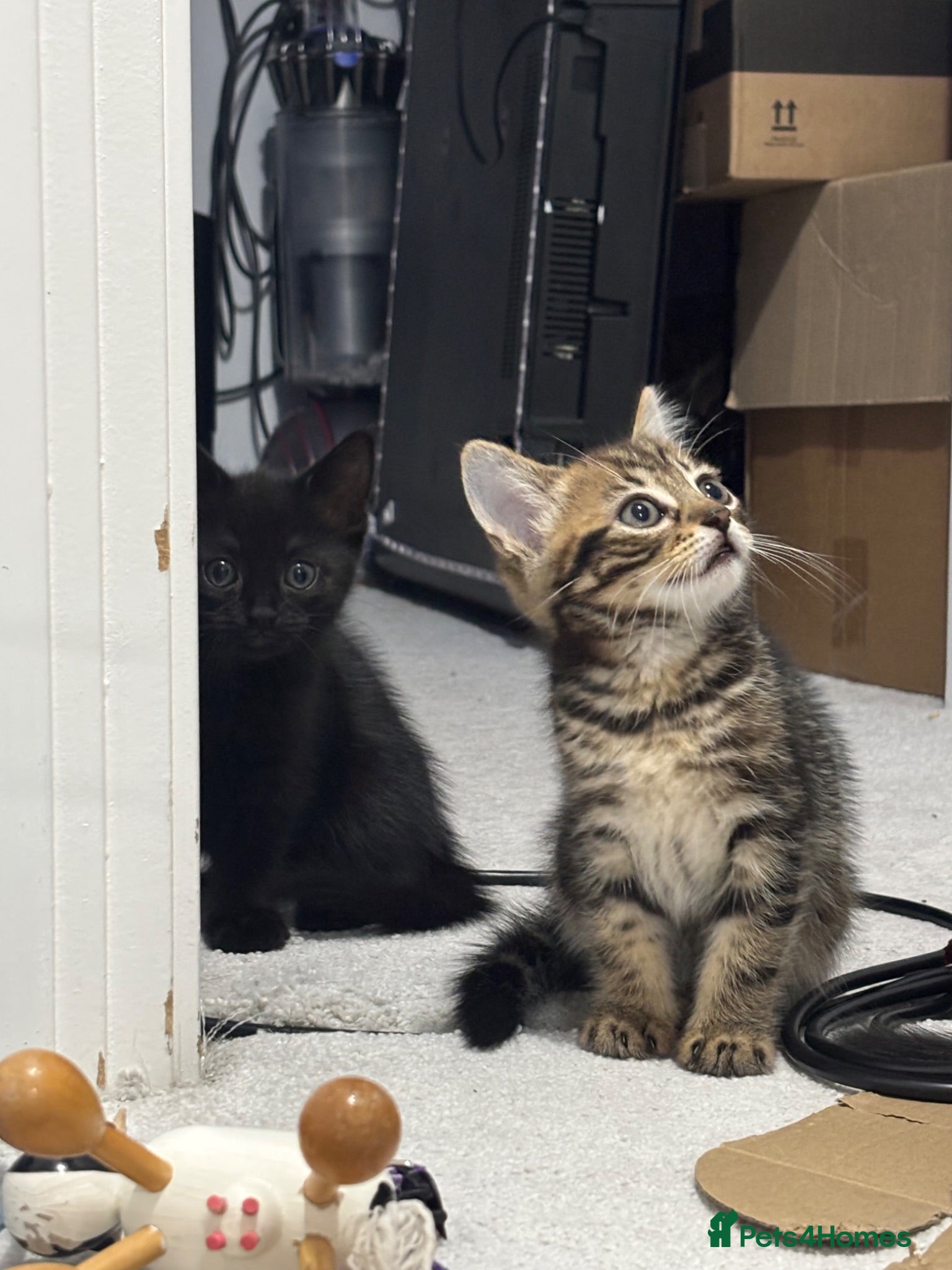 Brazilian Shorthair cats Beautiful Brazilian Shorthair Kittens - Advert 3
