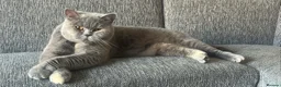 British Shorthair cats for sale: British short hair kittens for sale  in Birmingham - Advert 1