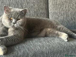 British Shorthair cats British short hair kittens for sale - Advert 1