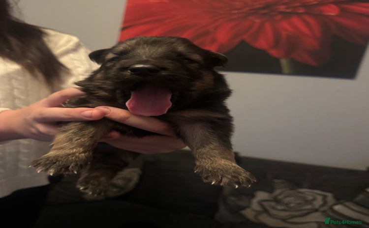 German Shepherd dogs - Advert 5