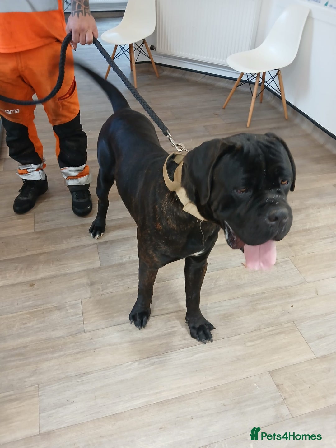 Cane Corso dogs for stud: My boy zeus stud - Advert 4