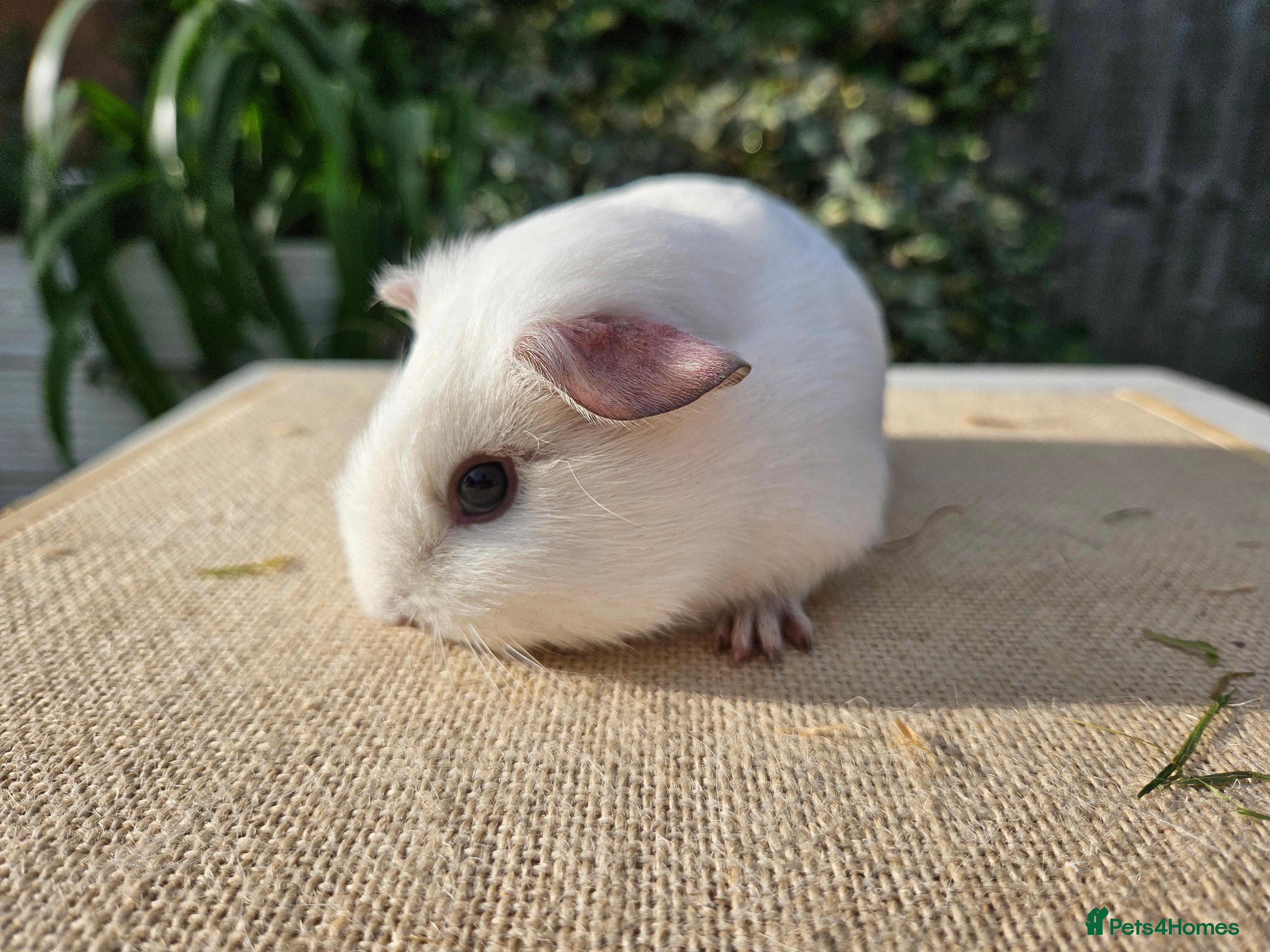 Guinea Pig rodents Single baby boys for bonding with an solo adult - Advert 4