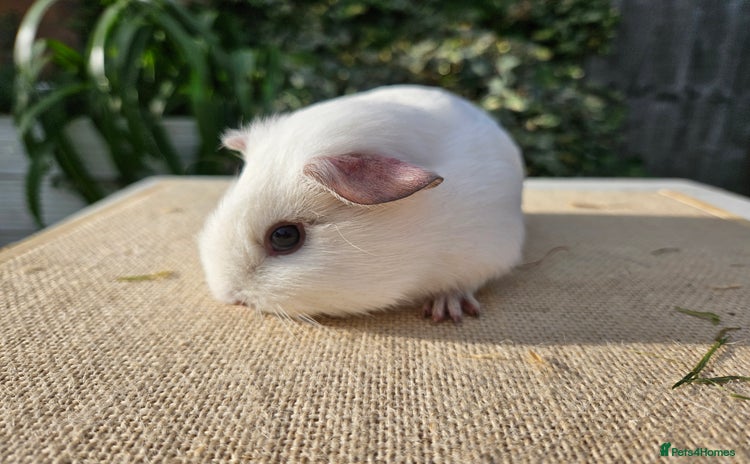 Guinea Pig rodents Single baby boys for bonding with an solo adult - Advert 15