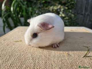 Guinea Pig rodents Single baby boys for bonding with an solo adult - Advert 15