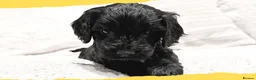 Cockapoo dogs for sale: Girl F1B Cockapoo Puppy - Advert 3