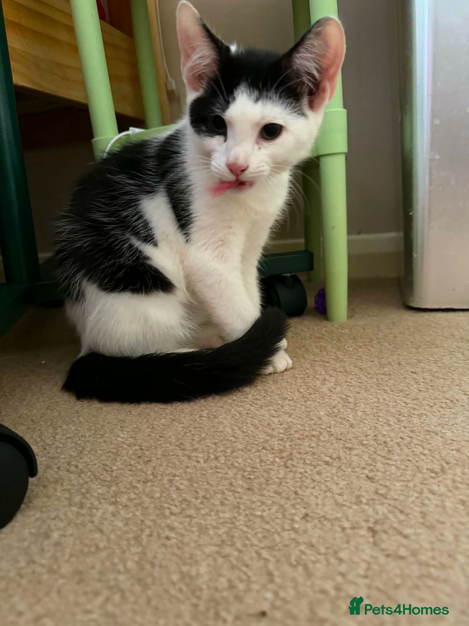 Mixed Breed cats Dell Boy - Taverham Norfolk  - Advert 1
