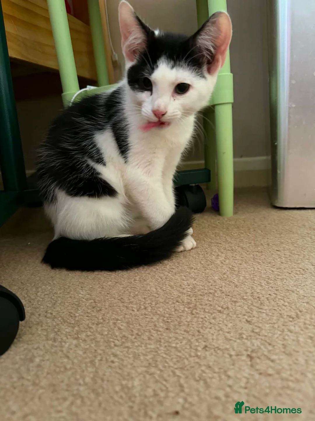 Mixed Breed cats for adoption: Dell Boy - Taverham Norfolk  - Advert 1