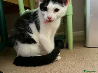 Mixed Breed cats Dell Boy - Taverham Norfolk - Advert 5