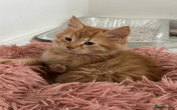Maine Coon cats for sale: Stunning Kitten Mainecoon Girls - Image 31