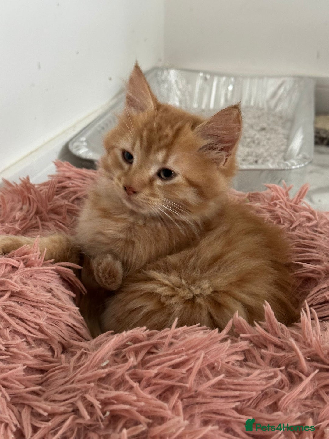 Maine Coon cats for sale: Stunning Kitten Mainecoon Girls - Image 31