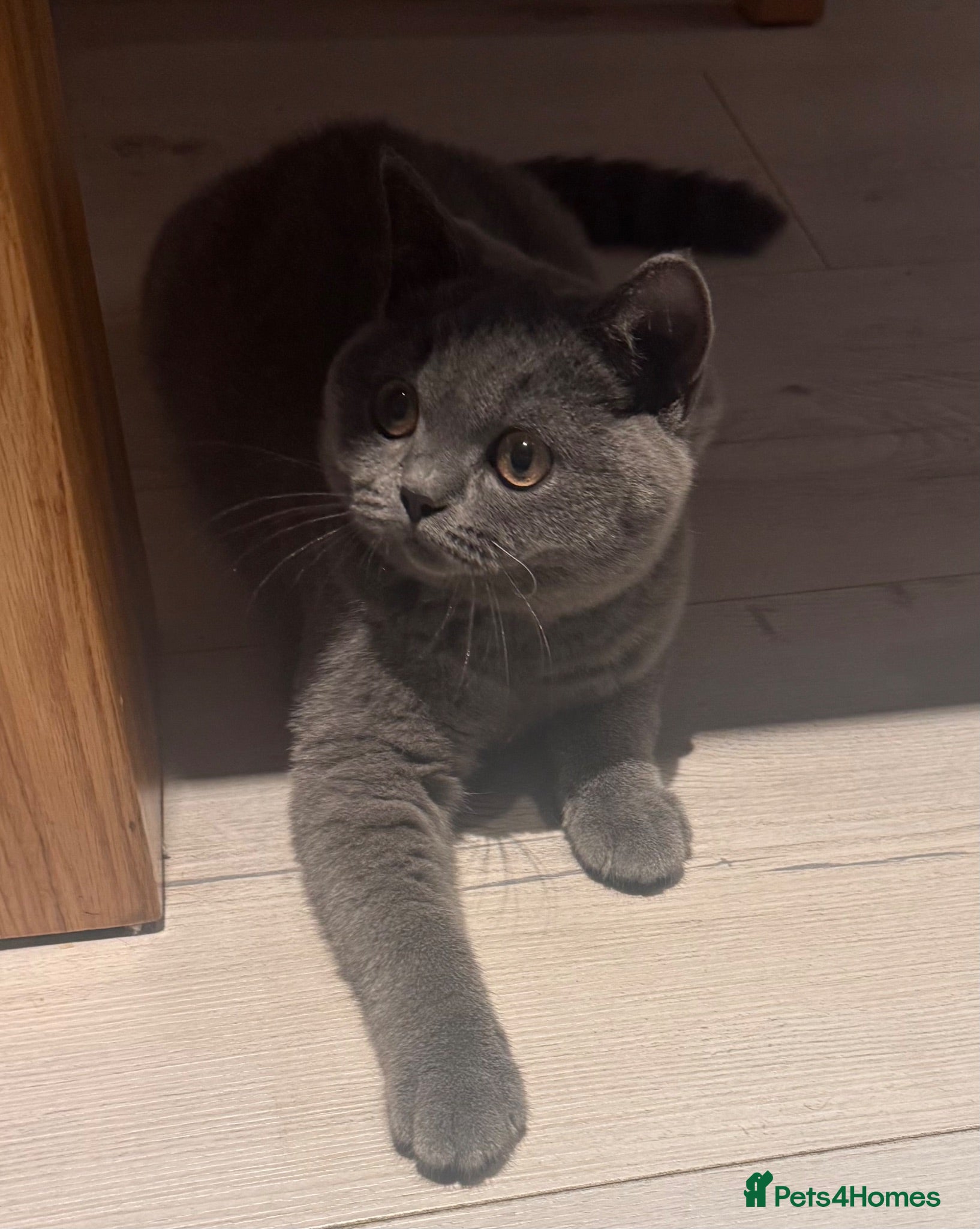 British Shorthair cats Super Cuddly Ready NOW British Shorthair Male GCCF - Advert 2