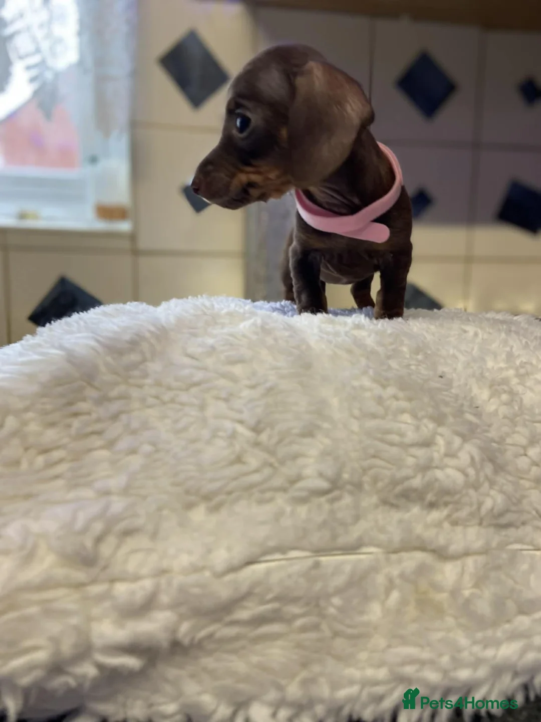 Miniature Dachshund dogs for sale: 🐕1 last girl - Advert 2