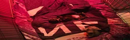Shih Tzu dogs for sale: Adorable Black Shih Tzu Puppy  in Hinckley - Advert 9
