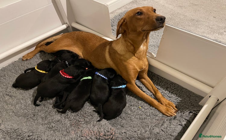 Labrador Retriever dogs - Advert 4