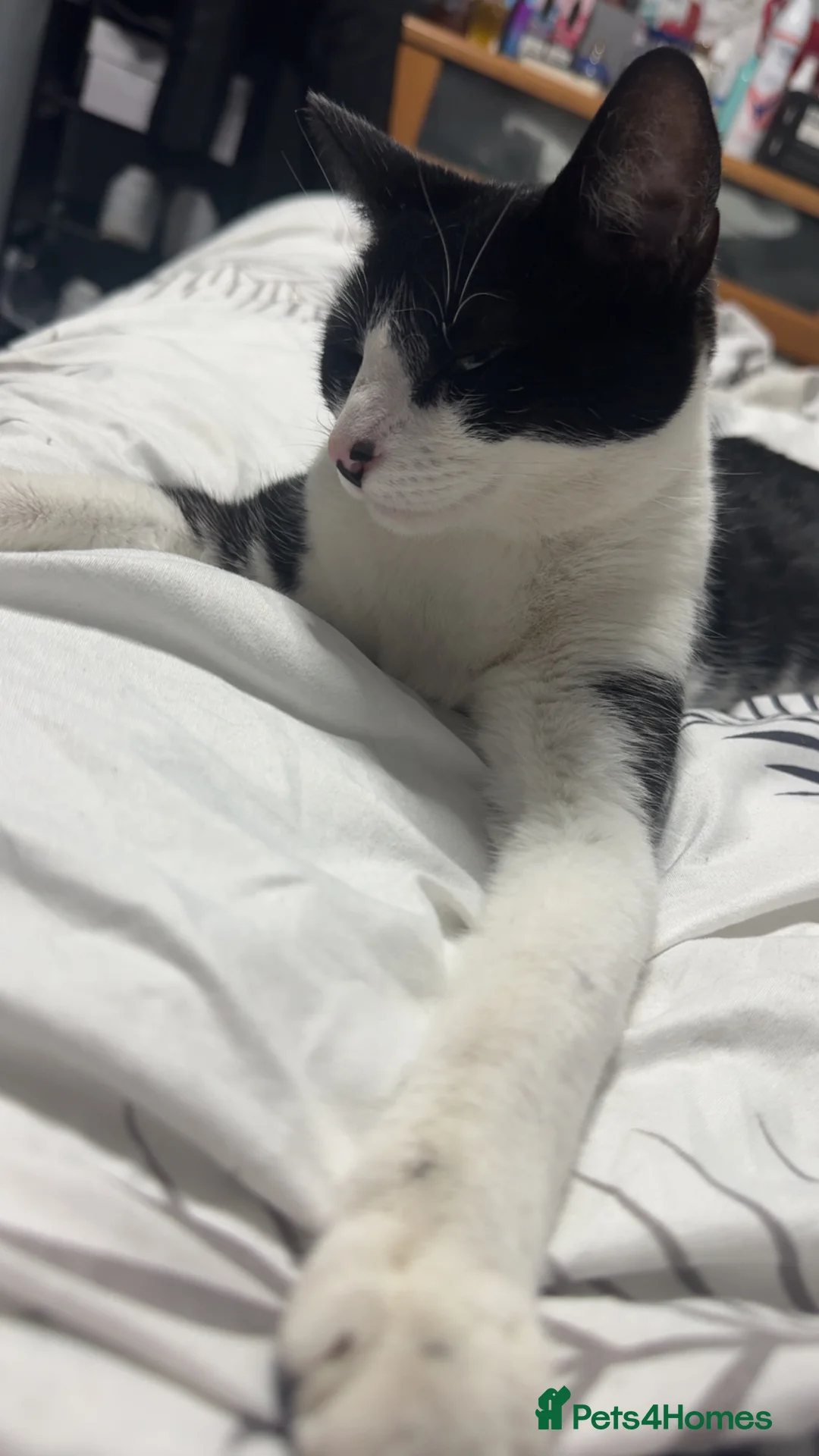 Mixed Breed cats for sale: Looking for a forever home  - Advert 6