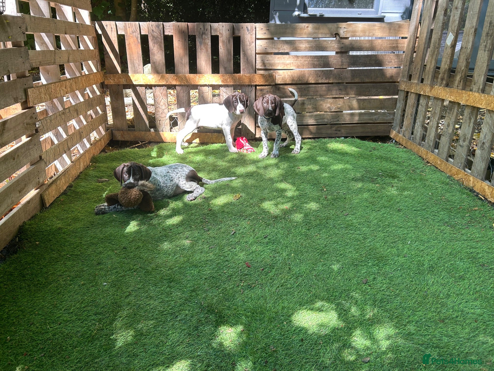 German Shorthaired Pointer dogs KC Ready to Leave (3 BOYS LEFT) GSP puppies  - Advert 1