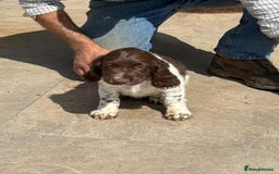 English Springer Spaniel dogs for sale: Liver and White Springer Spaniel Puppies - Image 11