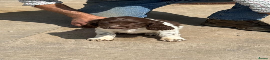 English Springer Spaniel Puppy 4