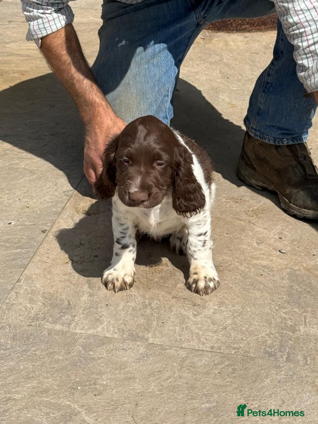 English Springer Spaniel dogs for sale: Liver and White Springer Spaniel Puppies - Image 11