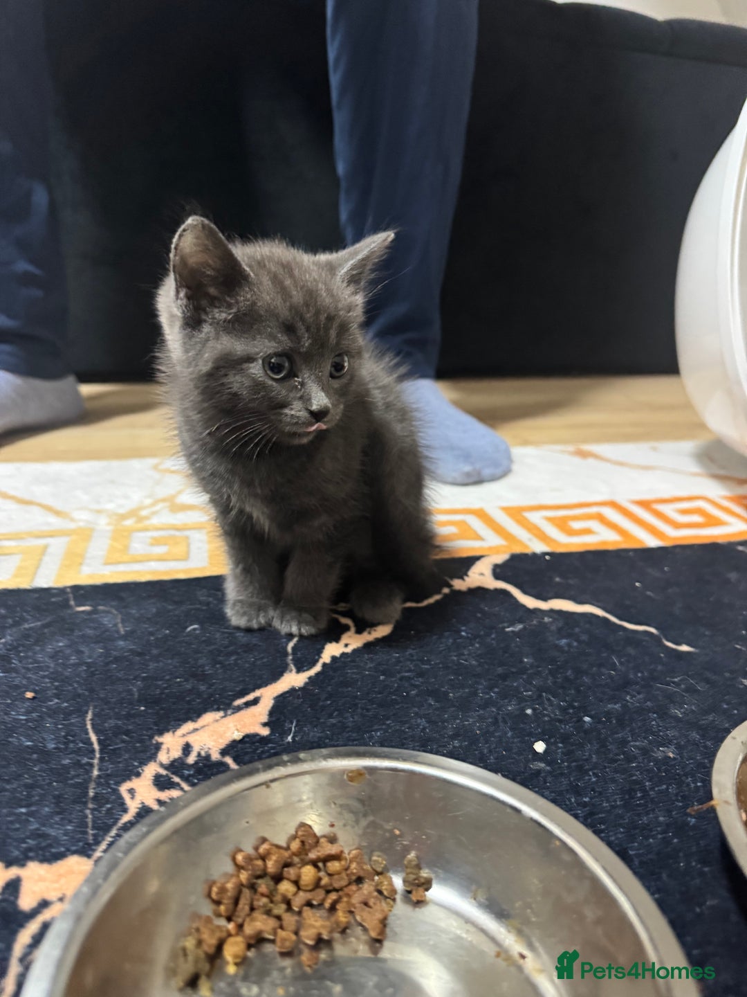 British Shorthair cats for sale: British shorthair  - Image 3