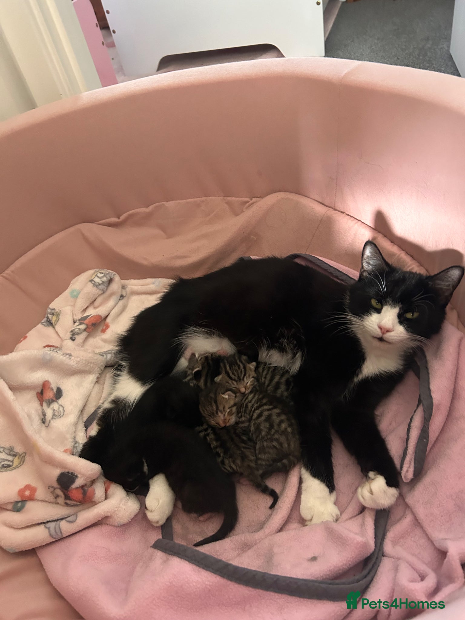 Mixed Breed cats Mixed Breed Kittens for sale - Advert 4