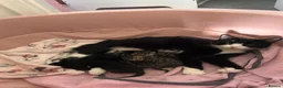 Mixed Breed cats for sale: Mixed Breed Kittens for sale - Advert 1