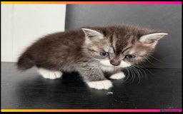 British Shorthair cats for sale: BSH KITTENS - Image 2
