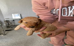 Poochon dogs for sale: 🐶🐾 4 STUNNING POOCHON PUPS 🐾🐶 - Image 8