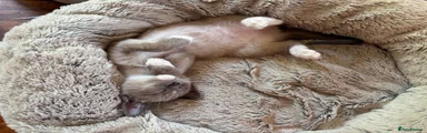 Tonkinese 3