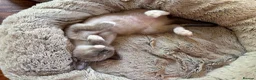 Tonkinese cats for sale: Exquisite Tonkdolls - Advert 10