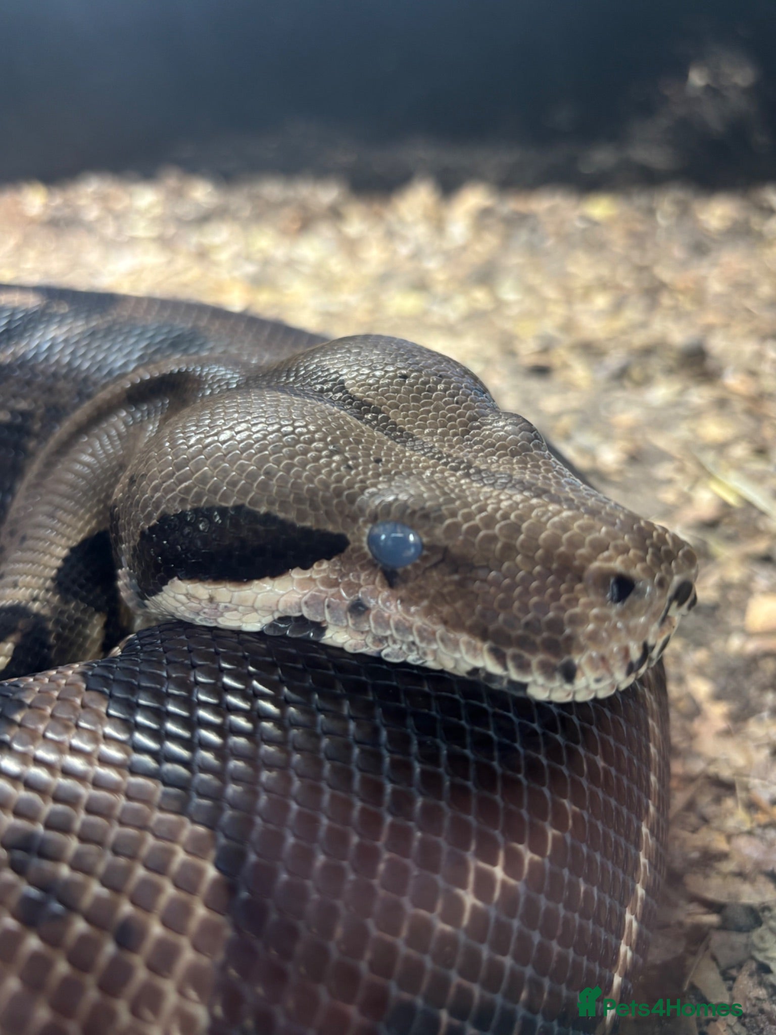 Boa Snake reptiles Boa constrictor (8ft) - Advert 1