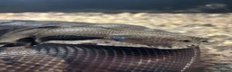 Boa Snake reptiles for sale: Boa constrictor (8ft) - Advert 1