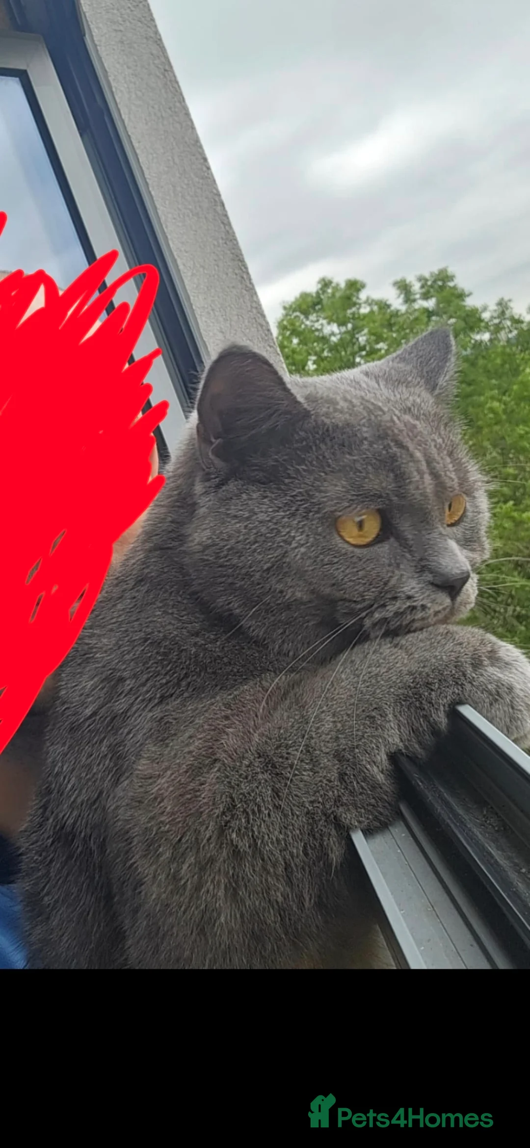 British Shorthair cats for stud: Stud Pedigree Actice Available, Friendly Gentle - Advert 1