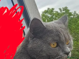 British Shorthair cats Stud Pedigree Actice Available, Friendly Gentle - Advert 3