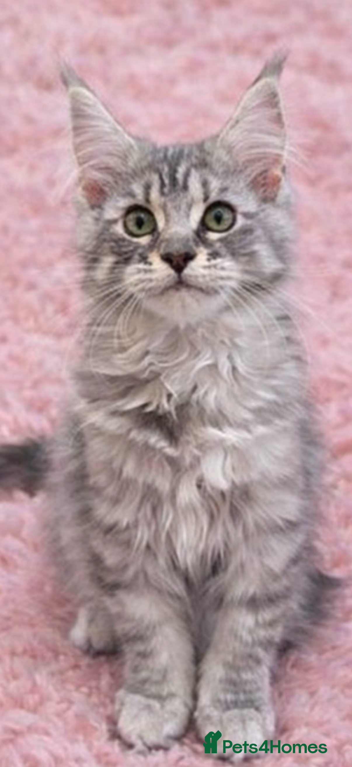 Maine Coon cats READY TO LEAVE Registered Maine coon kittens  - Advert 14