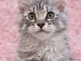 Maine Coon cats READY TO LEAVE Registered Maine coon kittens - Advert 14