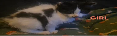 Mixed Breed Kitten 5
