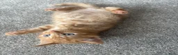 Domestic Shorthair cats for sale: 2 m 2fm ginger kitten 2fm,1m dark stripe in Coatbridge - Advert 4