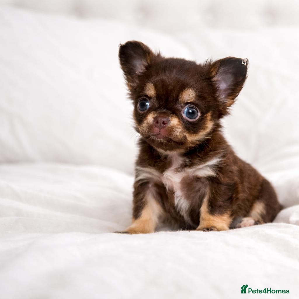 Chihuahua dogs Beautiful Long-Haired Chihuahua Puppies - Advert 5