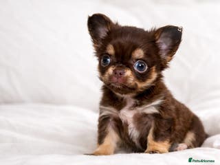 Chihuahua dogs Beautiful Long-Haired Chihuahua Puppies - Advert 5