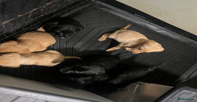 Labrador Retriever dogs - Advert 9