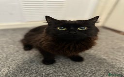 British Shorthair cats for sale: 2 beautiful female british shorthair  - Image 2