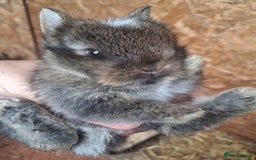 Mixed Breed rabbits for sale: Beautiful baby rabbits for sale - Image 7