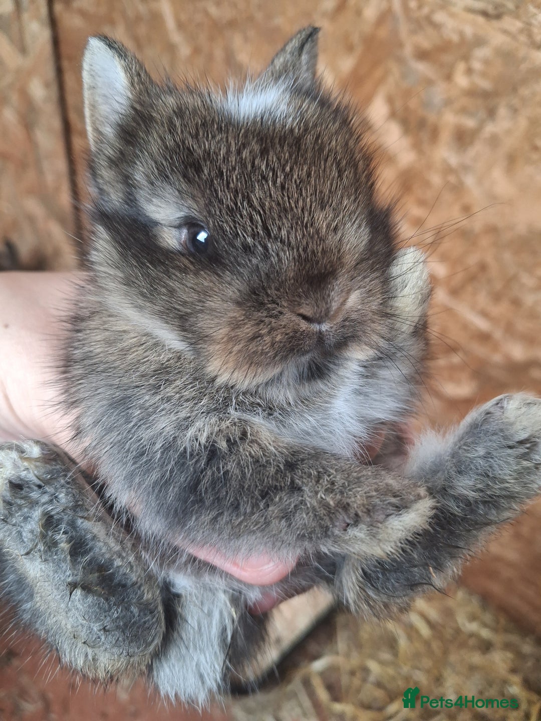 Mixed Breed rabbits for sale: Beautiful baby rabbits for sale - Image 7