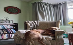 Mixed Breed dogs for sale: 2 yr mixed breed female - Advert 10